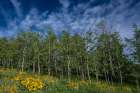 USA, Wyoming. Arrowleaf balsamroot wildflower and aspen trees, Bridger-Teton National Forest. Art Print